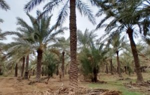 مبارزه تلفیقی با آفات چوبخوار با هرس نخیلات در آبادان مبارزه تلفیقی با آفات چوبخوار با هرس نخیلات در آبادان