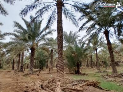 مبارزه تلفیقی با آفات چوبخوار با هرس نخیلات در آبادان مبارزه تلفیقی با آفات چوبخوار با هرس نخیلات در آبادان
