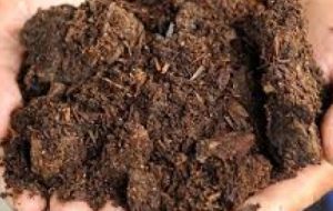 مدیریت تغذیه و کشت با انجام آزمون خاک در خرمشهر مدیریت تغذیه و کشت با انجام آزمون خاک در خرمشهر