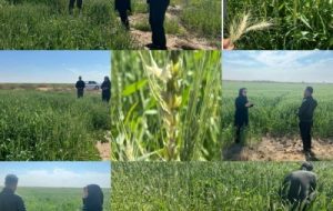 پایش وضعیت آلودگی به زنگ زرد در مزارع ماهشهر پایش وضعیت آلودگی به زنگ زرد در مزارع ماهشهر