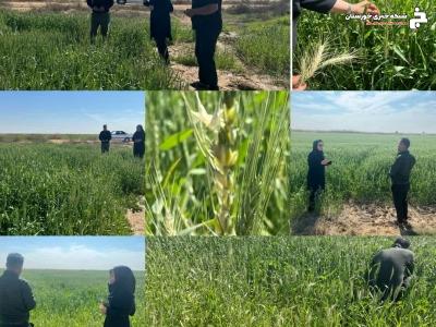 پایش وضعیت آلودگی به زنگ زرد در مزارع ماهشهر پایش وضعیت آلودگی به زنگ زرد در مزارع ماهشهر
