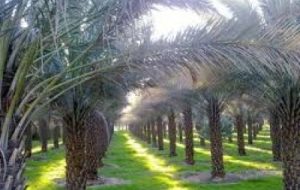 پیشگیری از بیماری های قارچی در نخلستانهای خرمشهر پیشگیری از بیماری های قارچی در نخلستانهای خرمشهر