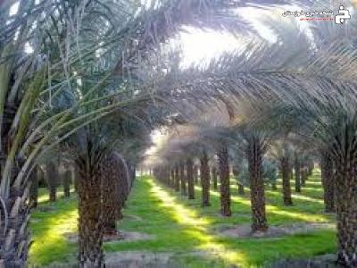 پیشگیری از بیماری های قارچی در نخلستانهای خرمشهر پیشگیری از بیماری های قارچی در نخلستانهای خرمشهر