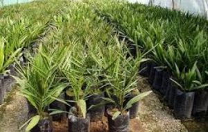 کشت بیش از ۴۲ هکتار پاجوش نخیلات در آبادان کشت بیش از ۴۲ هکتار پاجوش نخیلات در آبادان