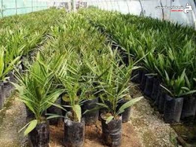 کشت بیش از ۴۲ هکتار پاجوش نخیلات در آبادان کشت بیش از ۴۲ هکتار پاجوش نخیلات در آبادان