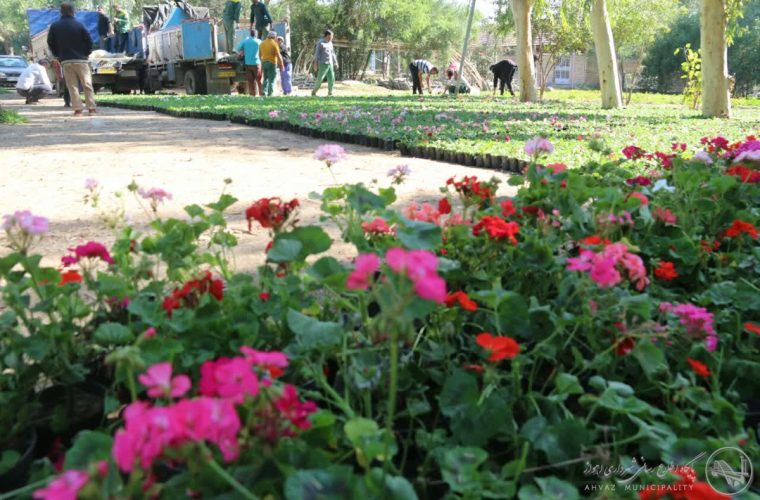 آغاز عملیات گسترده آماده سازی فضای سبز و گلکاری های بهاری توسط منطقه سه شهرداری اهواز + تصاویر آغاز عملیات گسترده آماده سازی فضای سبز و گلکاری های بهاری توسط منطقه سه شهرداری اهواز + تصاویر