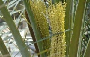 آغاز گرده افشانی نخیلات در هندیجان آغاز گرده افشانی نخیلات در هندیجان