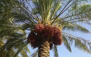 ارائه توصیه های لازم جهت کشت جایگزینی پاجوش نخیلات در آبادان ارائه توصیه های لازم جهت کشت جایگزینی پاجوش نخیلات در آبادان