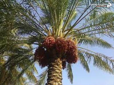 ارائه توصیه های لازم جهت کشت جایگزینی پاجوش نخیلات در آبادان ارائه توصیه های لازم جهت کشت جایگزینی پاجوش نخیلات در آبادان