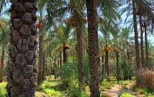 ارائه توصیه های کارشناسی به متقاضیان طرح جایگزینی نخیلات ارائه توصیه های کارشناسی به متقاضیان طرح جایگزینی نخیلات