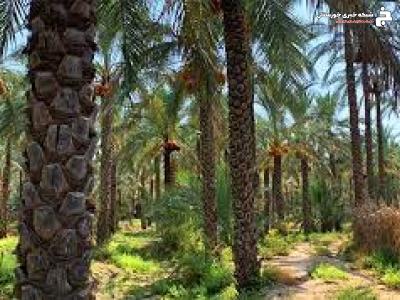 ارائه توصیه های کارشناسی به متقاضیان طرح جایگزینی نخیلات ارائه توصیه های کارشناسی به متقاضیان طرح جایگزینی نخیلات