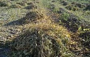 ارزیابی دقیق محصولات صادراتی در خرمشهر ارزیابی دقیق محصولات صادراتی در خرمشهر