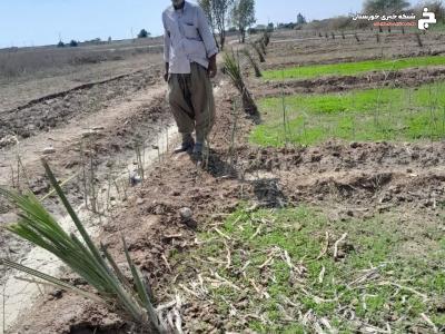 استمرار طرح کشت توسعه و جایگزینی پاجوش نخیلات در آبادان استمرار طرح کشت توسعه و جایگزینی پاجوش نخیلات در آبادان