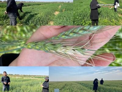 بررسی وضعیت طرح pvs گندم و جو در ماهشهر بررسی وضعیت طرح pvs گندم و جو در ماهشهر