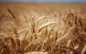 تشدید نظارت اکیپ های شبکه مراقبت گندم در خرمشهر تشدید نظارت اکیپ های شبکه مراقبت گندم در خرمشهر