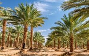 توسعه و جایگزینی نخیلات در خرمشهر توسعه و جایگزینی نخیلات در خرمشهر