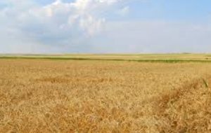 رصد و پایش مزارع گندم شوشتر رصد و پایش مزارع گندم شوشتر