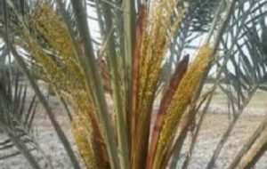 ظهور اسپات های نخل خرما و آغاز عملیات گرده افشانی در آبادان ظهور اسپات های نخل خرما و آغاز عملیات گرده افشانی در آبادان