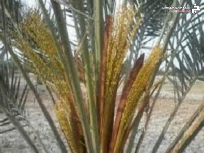 ظهور اسپات های نخل خرما و آغاز عملیات گرده افشانی در آبادان ظهور اسپات های نخل خرما و آغاز عملیات گرده افشانی در آبادان