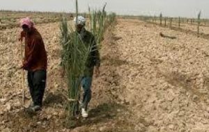 نوسازی و جایگزینی ارقام بومی خرما در خرمشهر نوسازی و جایگزینی ارقام بومی خرما در خرمشهر