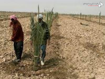 نوسازی و جایگزینی ارقام بومی خرما در خرمشهر نوسازی و جایگزینی ارقام بومی خرما در خرمشهر