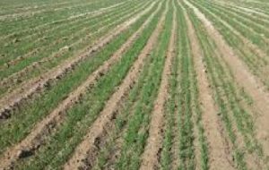 کاهش مصرف بذر و تراکم یکنواخت غلات در مزارع خرمشهر کاهش مصرف بذر و تراکم یکنواخت غلات در مزارع خرمشهر