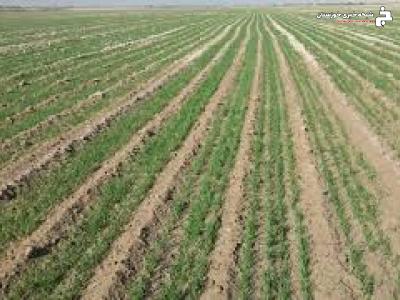 کاهش مصرف بذر و تراکم یکنواخت غلات در مزارع خرمشهر کاهش مصرف بذر و تراکم یکنواخت غلات در مزارع خرمشهر