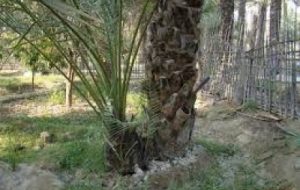 آشنایی نخلداران خرمشهری با اصول کشت پاجوش خرما آشنایی نخلداران خرمشهری با اصول کشت پاجوش خرما