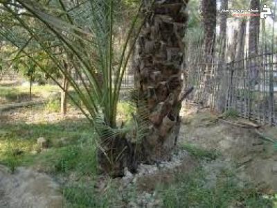 آشنایی نخلداران خرمشهری با اصول کشت پاجوش خرما آشنایی نخلداران خرمشهری با اصول کشت پاجوش خرما