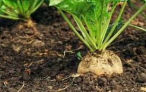 آغاز برداشت چغندر قند در دزفول آغاز برداشت چغندر قند در دزفول