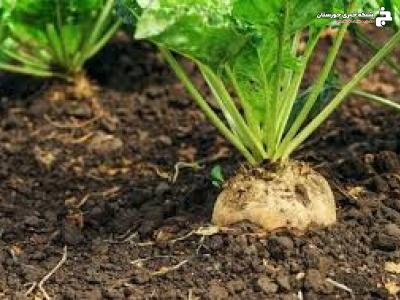 آغاز برداشت چغندر قند در دزفول آغاز برداشت چغندر قند در دزفول