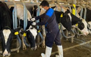 اجرای عملیات تست سل و بروسلوز در بیش از ۱۲۰۰ راس دام شیری در بهبهان اجرای عملیات تست سل و بروسلوز در بیش از ۱۲۰۰ راس دام شیری در بهبهان