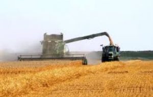 برداشت ۵۱ هزار تن گندم در خوزستان