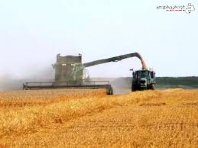 برداشت ۵۱ هزار تن گندم در خوزستان
