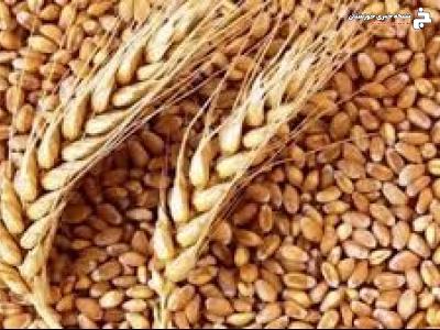 تولید ۱۰۰ درصدی ارقام گندم بذری بومی در خوزستان