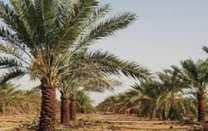 رصد کشیک حفظ کاربری اراضی زراعی و باغات آبادان از اراضی کشاورزی رصد کشیک حفظ کاربری اراضی زراعی و باغات آبادان از اراضی کشاورزی