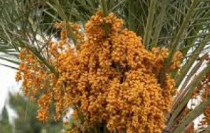 عطر بهار و طارونه در فصل گرده افشانی نخیلات خرمشهر عطر بهار و طارونه در فصل گرده افشانی نخیلات خرمشهر