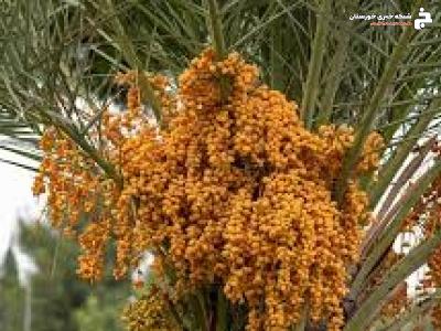 عطر بهار و طارونه در فصل گرده افشانی نخیلات خرمشهر عطر بهار و طارونه در فصل گرده افشانی نخیلات خرمشهر