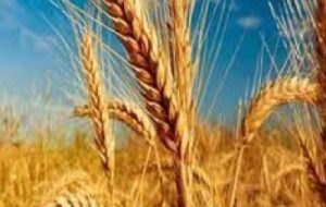 پایش مزارع گندم هندیجان برای شناسایی زنگ زرد پایش مزارع گندم هندیجان برای شناسایی زنگ زرد