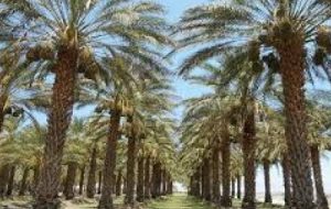 پایش چشمی سوسک سر خرطومی حنایی در آبادان پایش چشمی سوسک سر خرطومی حنایی در آبادان