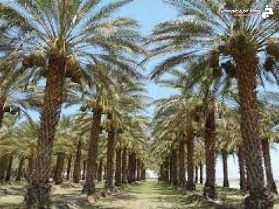 پایش چشمی سوسک سر خرطومی حنایی در آبادان پایش چشمی سوسک سر خرطومی حنایی در آبادان