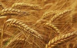 پیش بینی تولید ۳۶ هزار تن گندم در خرمشهر پیش بینی تولید ۳۶ هزار تن گندم در خرمشهر