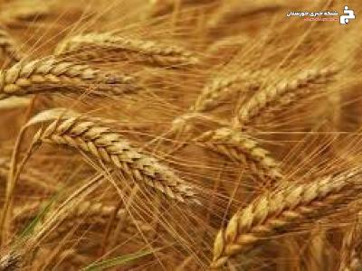 پیش بینی تولید ۳۶ هزار تن گندم در خرمشهر پیش بینی تولید ۳۶ هزار تن گندم در خرمشهر