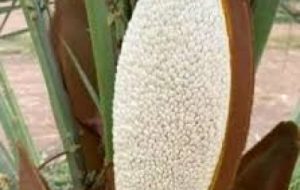 پیشگیری از پوسیدگی گل آذین خرما در نخلستان های خرمشهر پیشگیری از پوسیدگی گل آذین خرما در نخلستان های خرمشهر