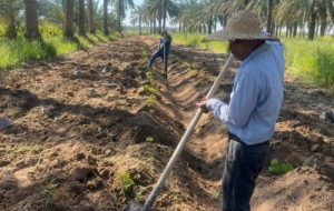 کشت و توسعه ارقام تجاری انگور به روش داربستی در کارون کشت و توسعه ارقام تجاری انگور به روش داربستی در کارون