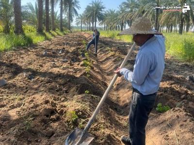 کشت و توسعه ارقام تجاری انگور به روش داربستی در کارون کشت و توسعه ارقام تجاری انگور به روش داربستی در کارون