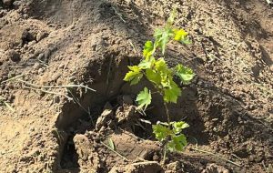 کشت و توسعه ارقام تجاری انگور به روش داربستی در کارون + تصاویر کشت و توسعه ارقام تجاری انگور به روش داربستی در کارون + تصاویر