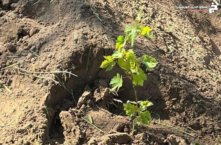کشت و توسعه ارقام تجاری انگور به روش داربستی در کارون + تصاویر کشت و توسعه ارقام تجاری انگور به روش داربستی در کارون + تصاویر