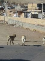 ساماندهی سگهای بلاصاحب در سایه دیوار شهرداری +عکس