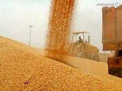 فراهم کردن تمهیدات لازم برای جلوگیری از خسارت به محصول گندم خوزستان